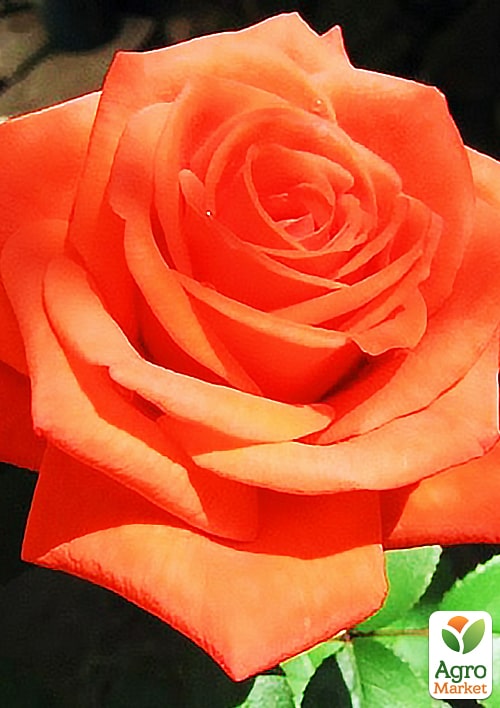 

Троянда чайно-гібридна Верано в контейнері, вищий сорт