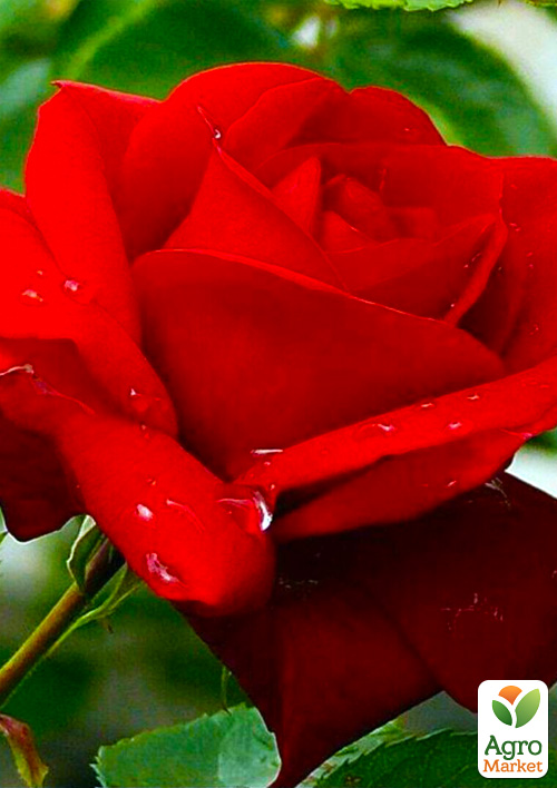 

Троянда чайно-гібридна Preference (саджанець класу АА +) вищий сорт