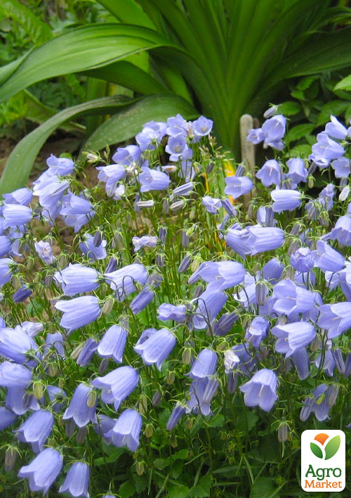 

Кампанула Jingle Blue