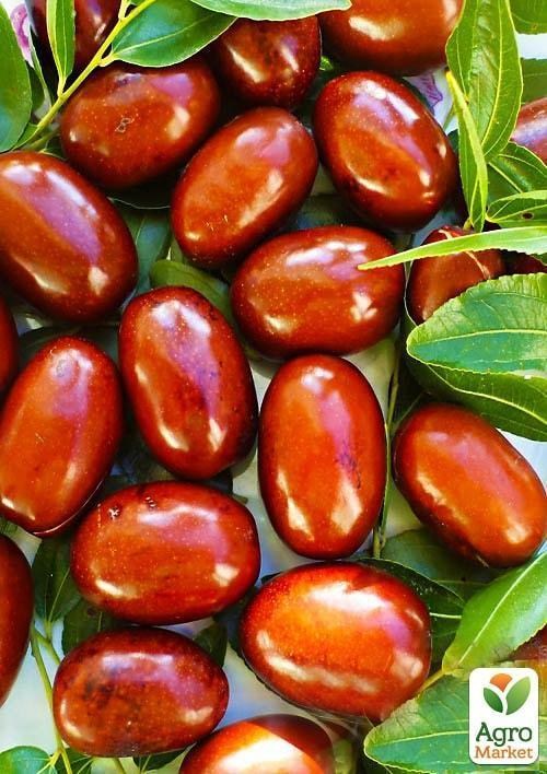 

Зизифус Китайский 2а (средний срок созревания, высокоурожайный сорт)
