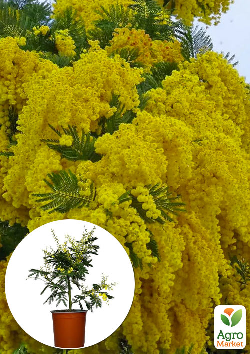 LMTD Мимоза "Абхазская" 3-х летняя (высота 40-60см) 1 саженец в упаковке