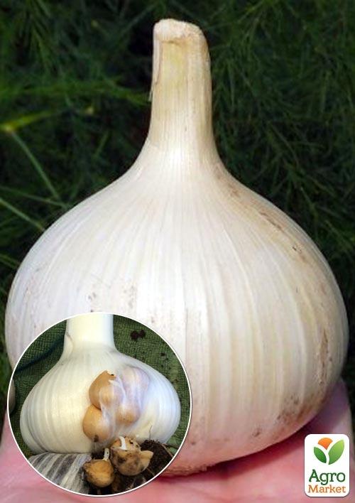 

Луко-чеснок Рокамболь, воздушные луковички (бульбочки) 10шт