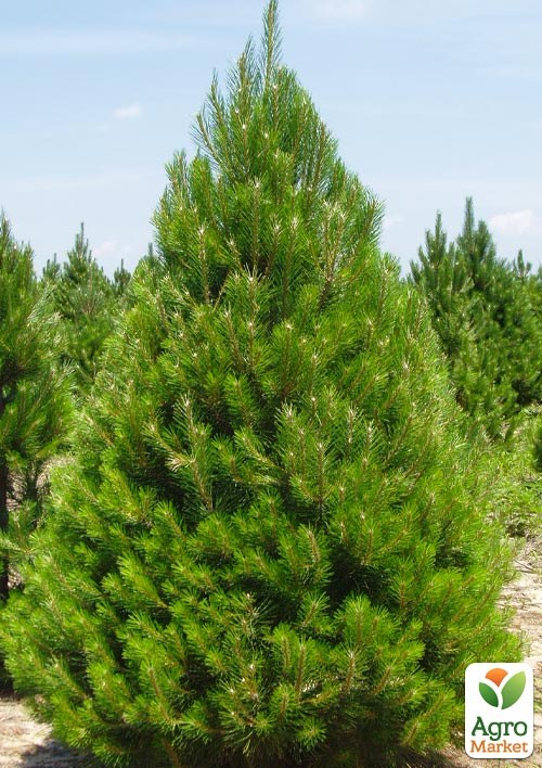 

Сосна Шотландская Scots Pine (быстрорастущая) горшок P9