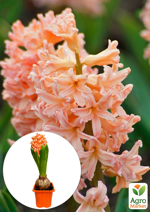 

Гиацинт Apricot Passion (Нидерланды)