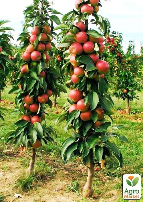 

Яблоня колоновидная Легенда Эксклюзив