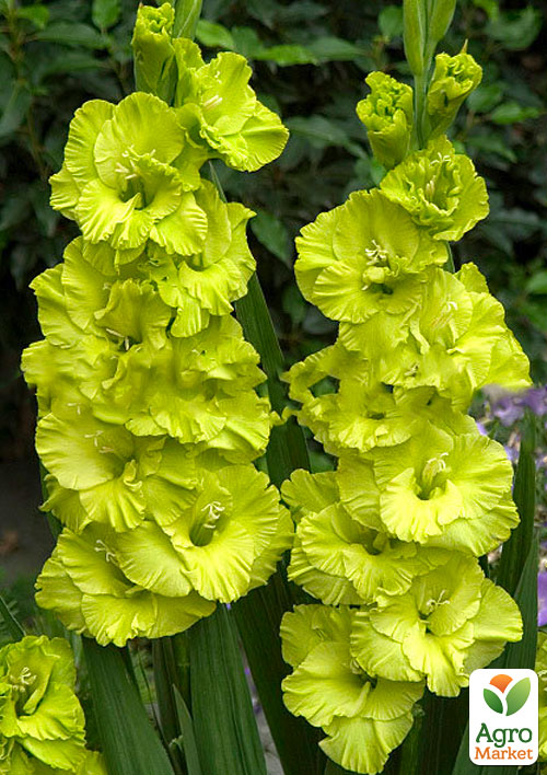 

Гладіолус Sreks