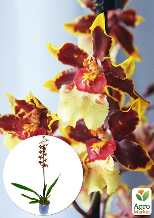 Орхидея Камбрия "Hot Chocolate" 1 саженец в упаковке (комнатный) Нидерланды