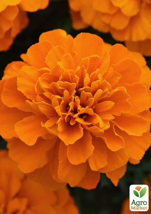 

Бархатцы отклоненные Малыш Orange