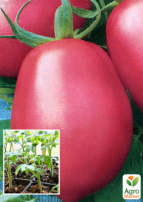 

Розсада Томат «Солоха» (фермерське вирощування), 1шт в упаковці