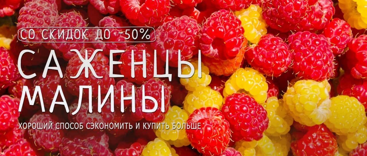 Акция! Саженцы вкуснейшей малины со скидками до -50% Акция! Саженцы вкуснейшей малины со скидками до -50%