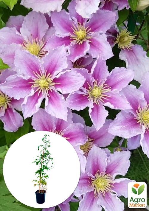 

LMTD Клематис 2-х річний Piilu (висота 40-60 см)