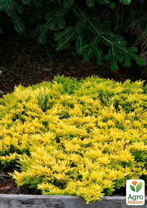 

Ялівець горизонтальний Golden Carpet контейнер Р9, висота 15-20 см