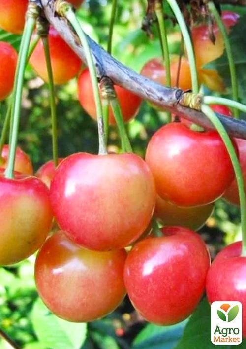 

Черешня розовая "Дончанка" (летний сорт, средний срок созревания)