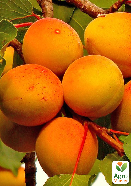 

Абрикос Авіатор (великоплідний, літній сорт, середній термін дозрівання)