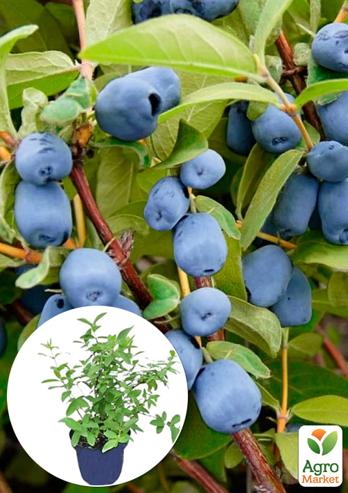 

Жимолость 2х-летняя Блю Треже (средний срок созревания, высокоурожайный, ароматный сорт) С2