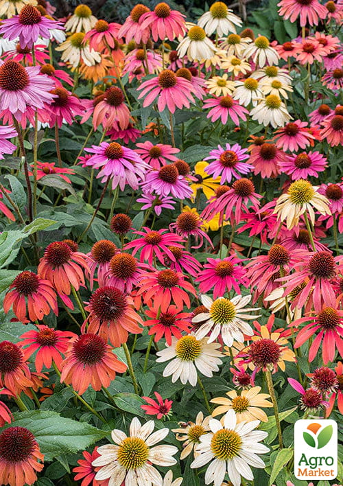 

Ехінацея Cheyenne Spirit MIX вазон С2