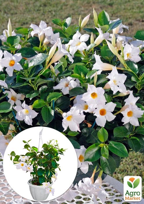 

Дипладения 2-х летняя (Mandevilla) Pearl (высота 40-50см, подвесной вазон)