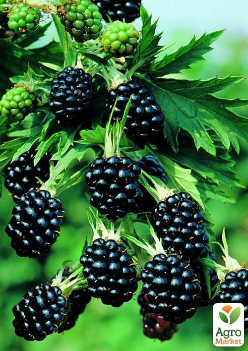 

Ожина ремонтантна Прайм Ян (Prime Jan)