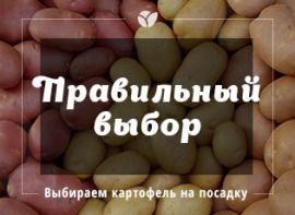 Як вибрати картопля на посадку - корисні статті про садівництво від Agro-Market
