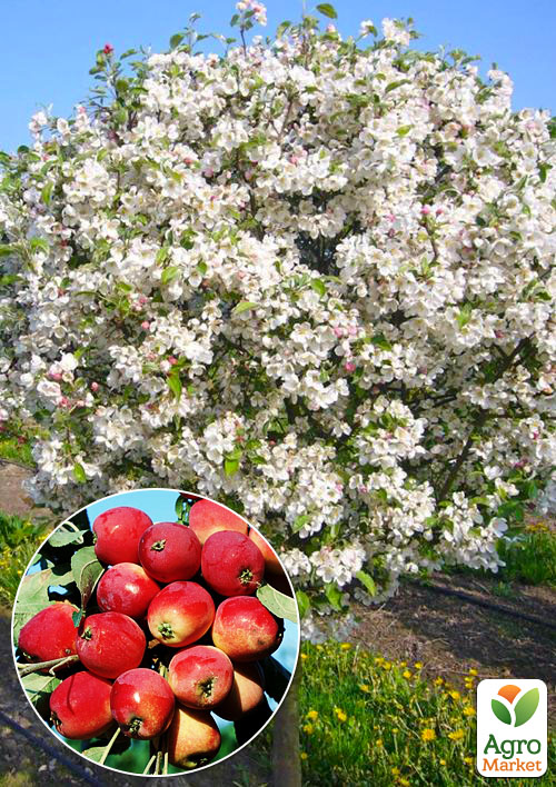 

Яблуня (райське яблуко) Еверест