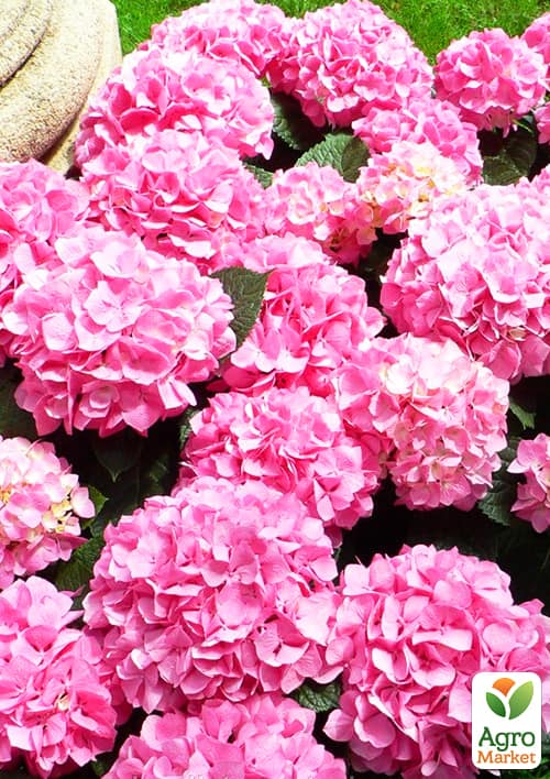 

Гортензія крупнолиста малинова Солодка мрія (Sweet dream)