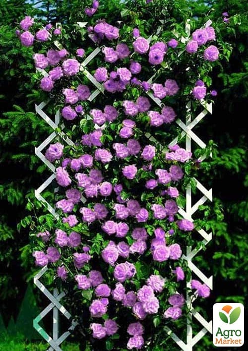 

Ексклюзив! Троянда плетиста з насичено-блакитним відтінком Бурлеск (Burlesque) (саджанець класу АА+)