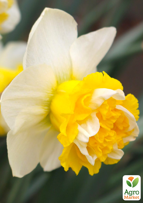 

Нарцисс Sweet Desire