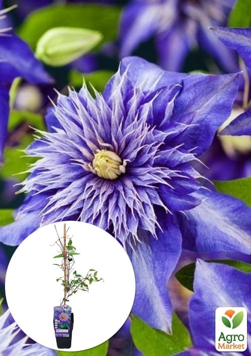 

LMTD Клематис 3-х летний Multi Blue (высота 60-80 см)