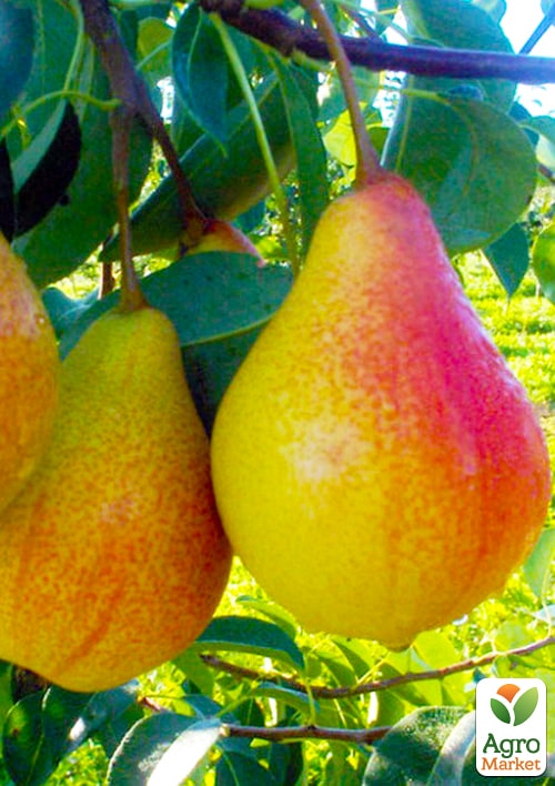 

Груша Гортензія (осінній сорт, середній термін дозрівання)