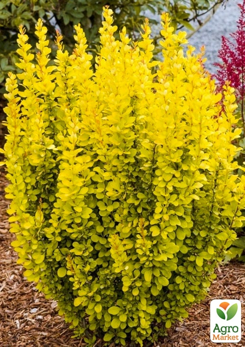 

Барбарис Тунберга Мария (контейнер P9)