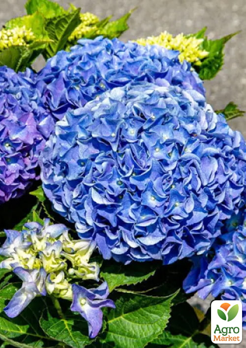 

Гортензія крупнолиста Saxon Rather