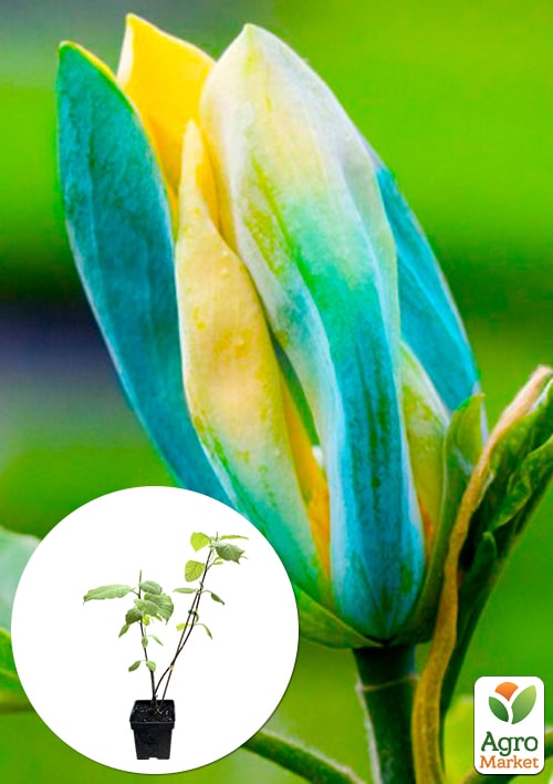 

Магнолия привитая 4-х летняя гибридная Blue Opal (высота 50-70см)