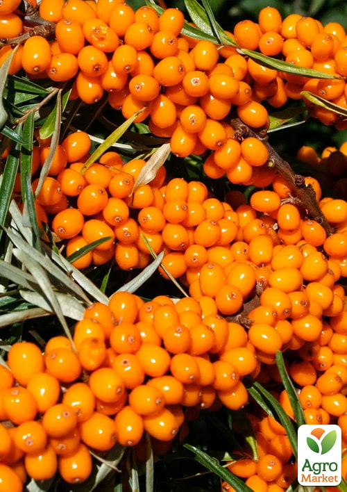 

Обліпиха 2-річна Frugana вкорінена в контейнері (жіночий сорт)