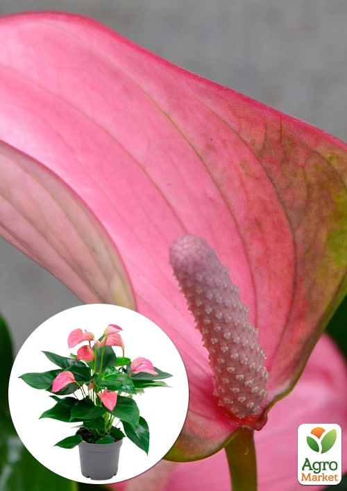 

Антуріум (Anthurium) Joli Pink