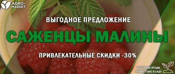 Акция! Саженцы малины с привлекательной скидкой -30% Акция! Саженцы малины с привлекательной скидкой -30%