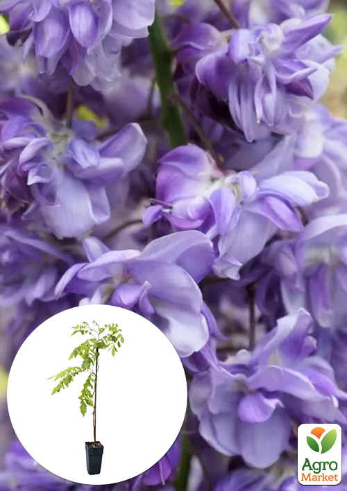 

Глициния 3-х летняя китайская Блек Драгон (Wisteria chinensis Блек Дрегон) С2, высота саженца 60-100см