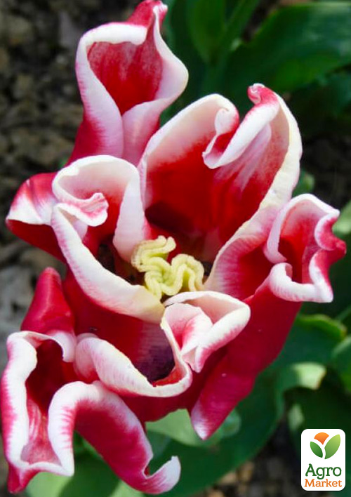 

Тюльпан Elegant Crown