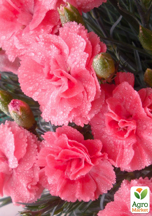 

Гвоздика Махрова Oscar Salmon