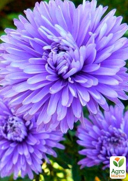 

Астра ново-бельгийская "Marie Ballard" (контейнер № 10)