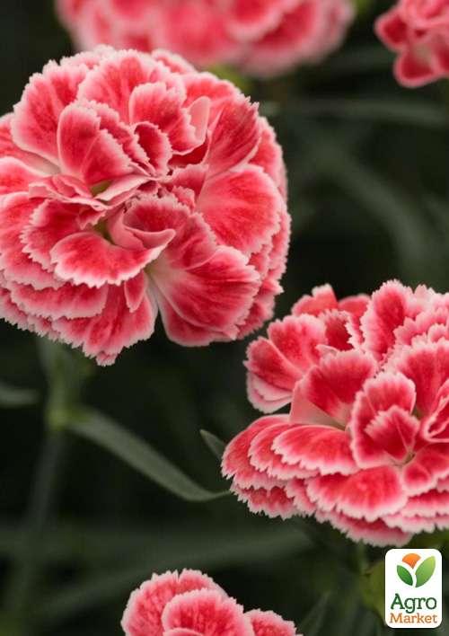 

Гвоздика Махрова Constant Beauty Crush Orange (контейнер № 10, висота 10 см)