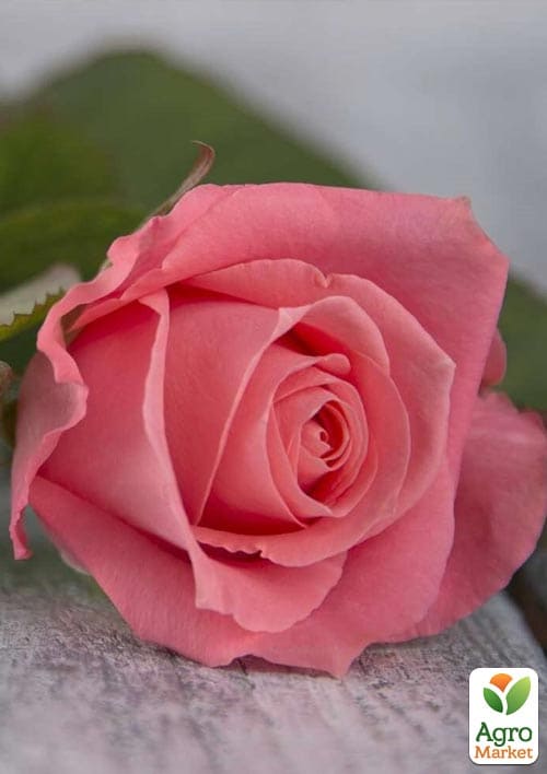 

Троянда чайно-гібридна Карина (саджанець класу АА+) вищий сорт