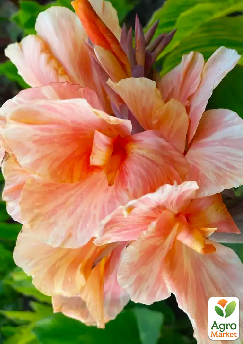 

Канна «Apricot Dream»