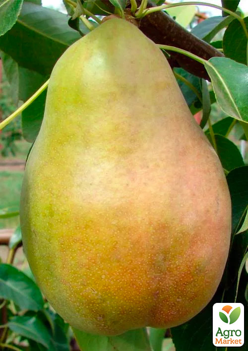 

Груша Сілк Кінг (літній сорт, ранній термін дозрівання)