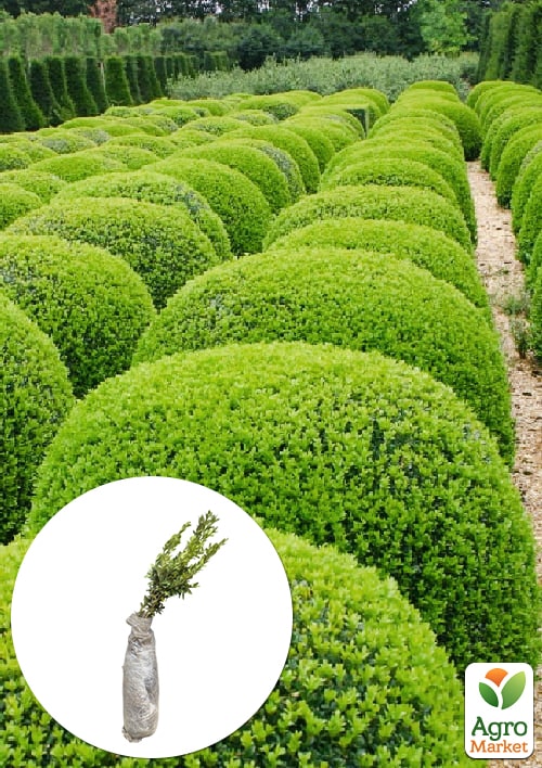 

Самшит вечнозеленый 2 х летний саженец