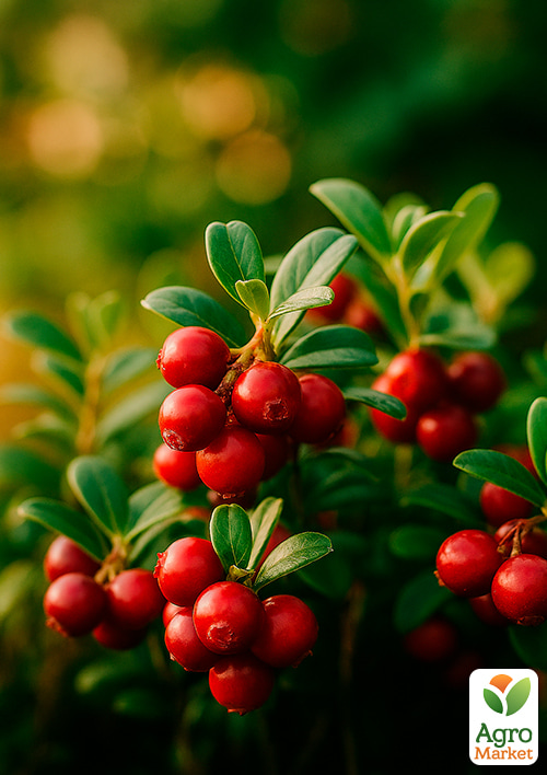 

Брусника Руно (поздний срок созревания, очень урожайный сорт)