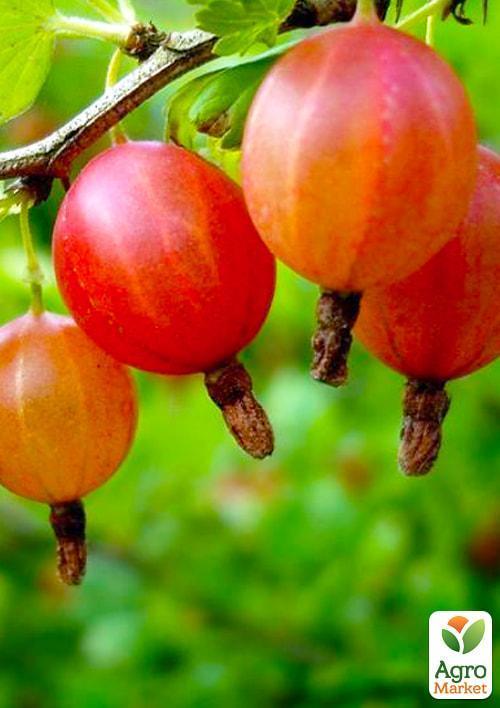 

Агрус Тясмин (середній термін дозрівання, один з найсмачніших сортів)