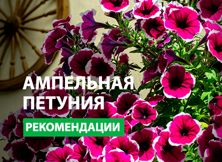 Как правильно посеять ампельную петунию