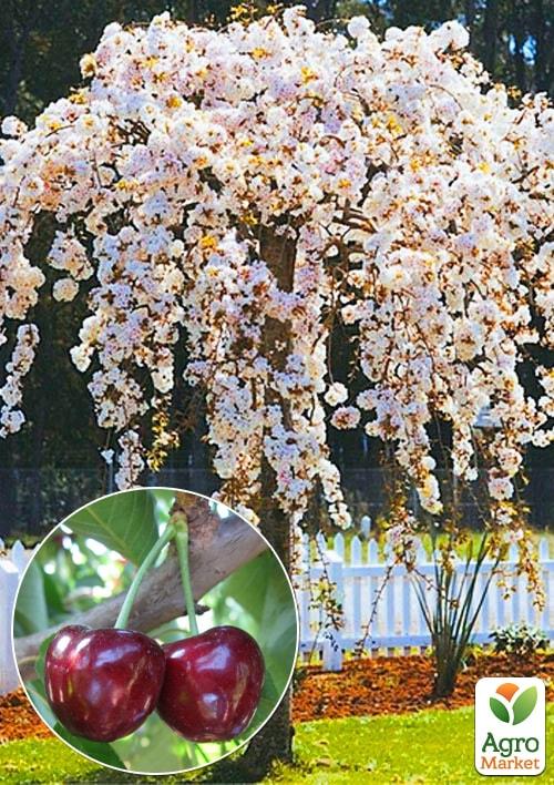 

Черешня Плакучая (Weeping cherry) (возраст от 2-х лет, высота 150-190см)