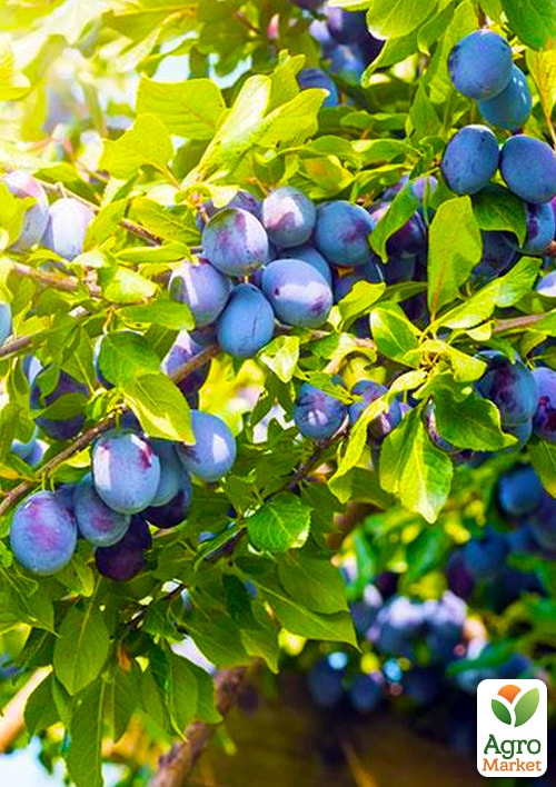 

Слива Венгерка (пізній термін дозрівання)