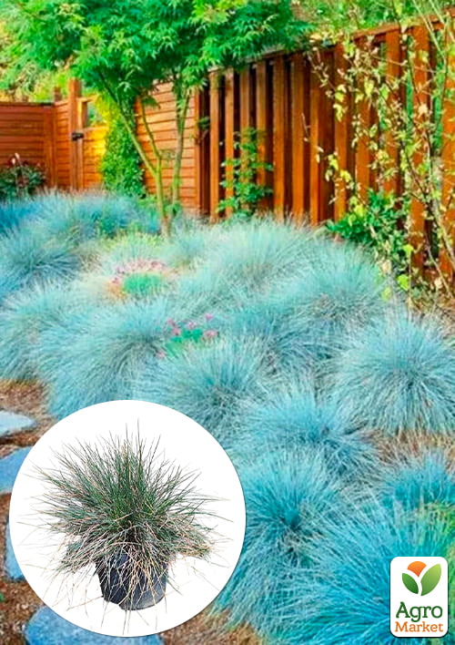 

Костриця сиза Intense blue вазон С2, висота 15-30см